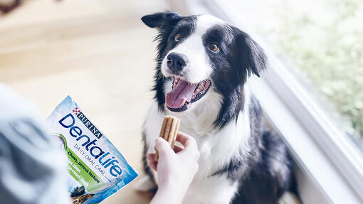Dentalife dog sales